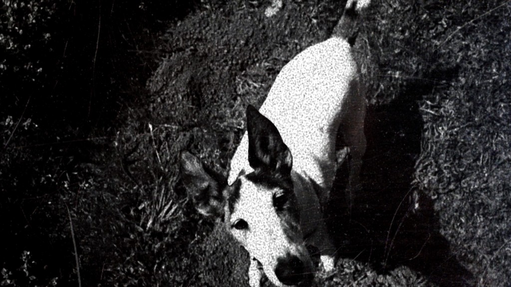 laurie anderson photography, black and white photo of a dog