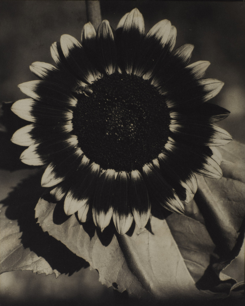 A Bee on a Sunflower by Edward Steichen (c. 1920). Brown-toned palladium print on paper. 241 x 197 mm. 