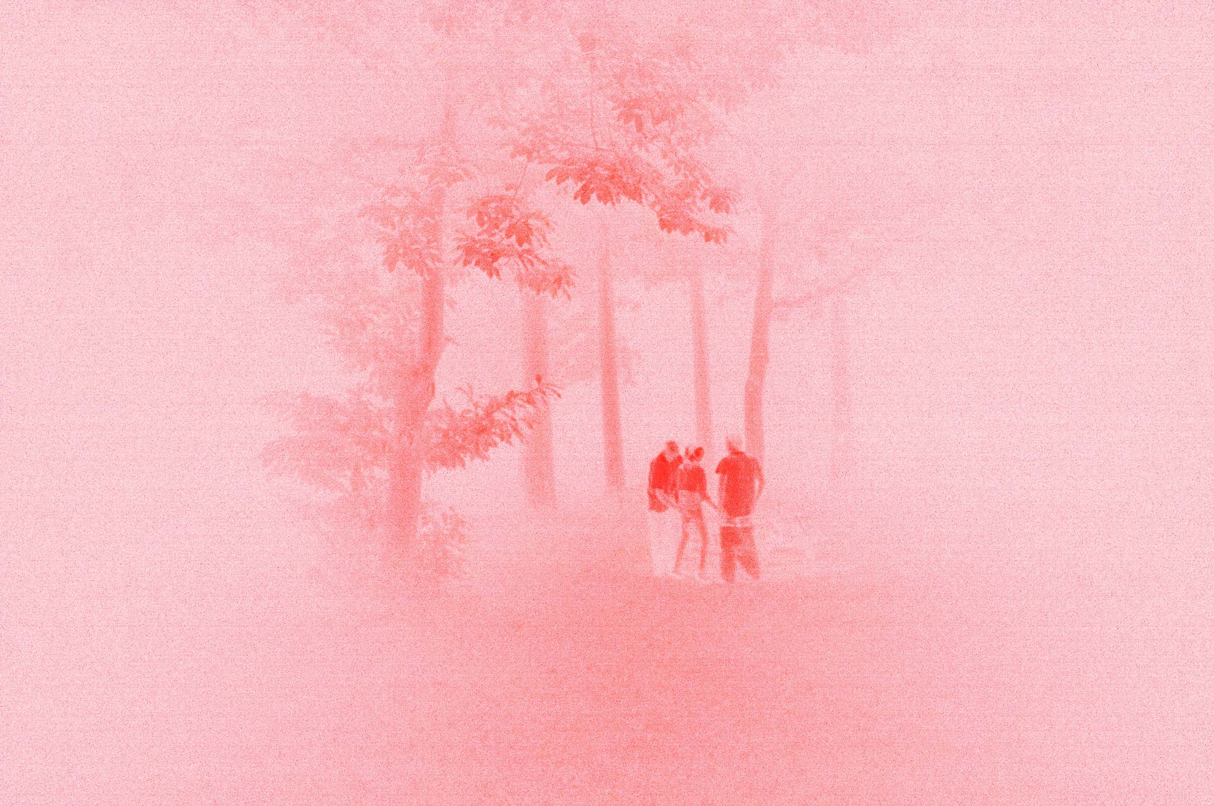 Rosa Berberifolia – simplicity, (2012) from the series Rosa, 2011-‘15. © Leo Maguire.