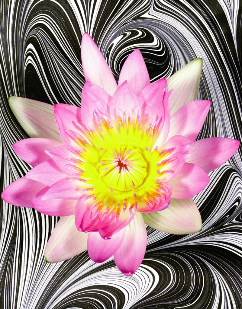 Christopher Beane Pucci Lavendar Lily