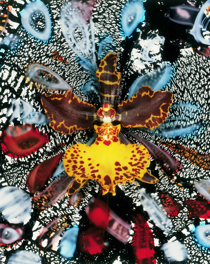 Christopher Beane Psychedelic Flower