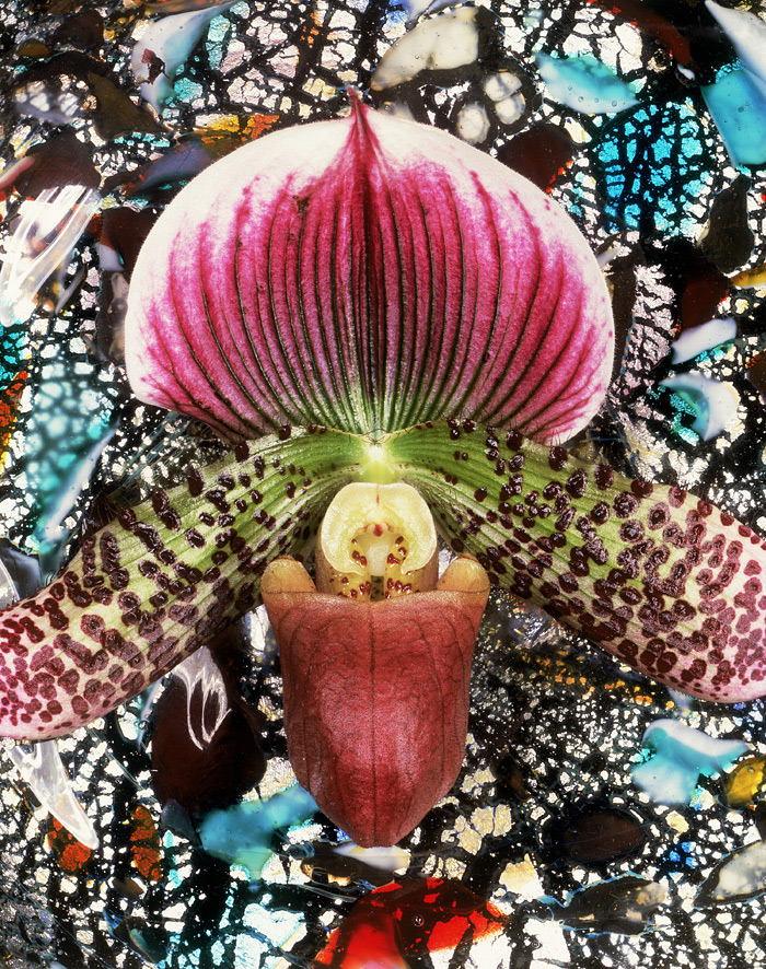 Christopher Beane Voodoo