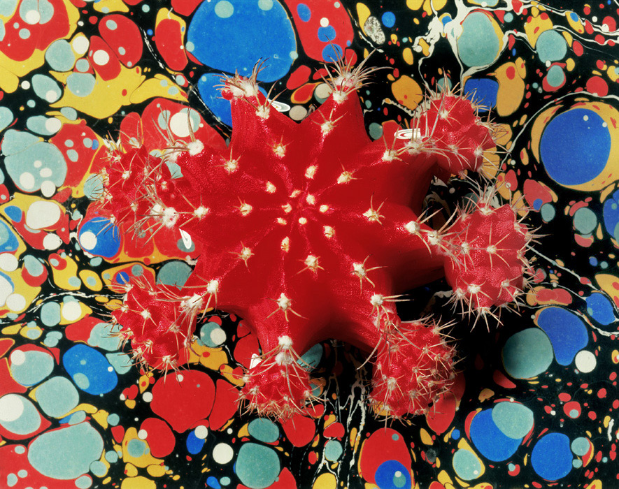 Christopher Beane Camo Cactus