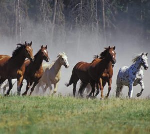 horse running