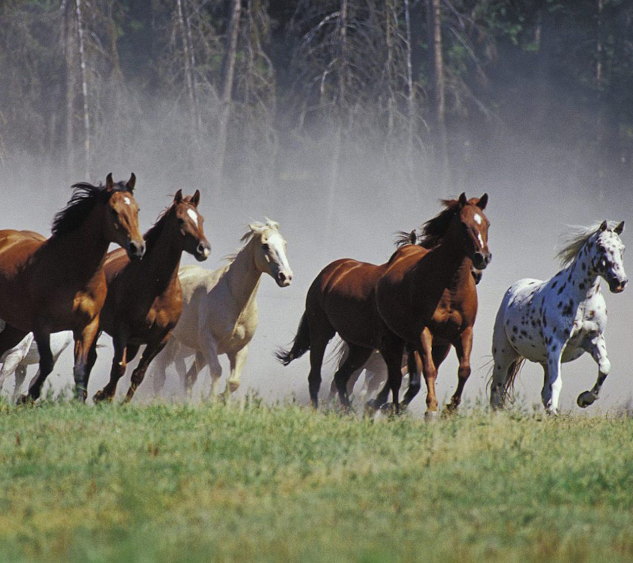 horse running