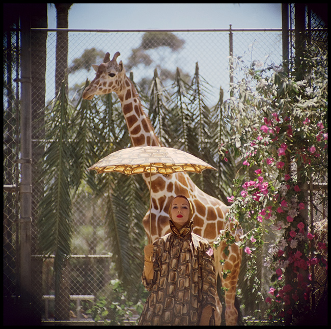 Gordon Parks Giraffe