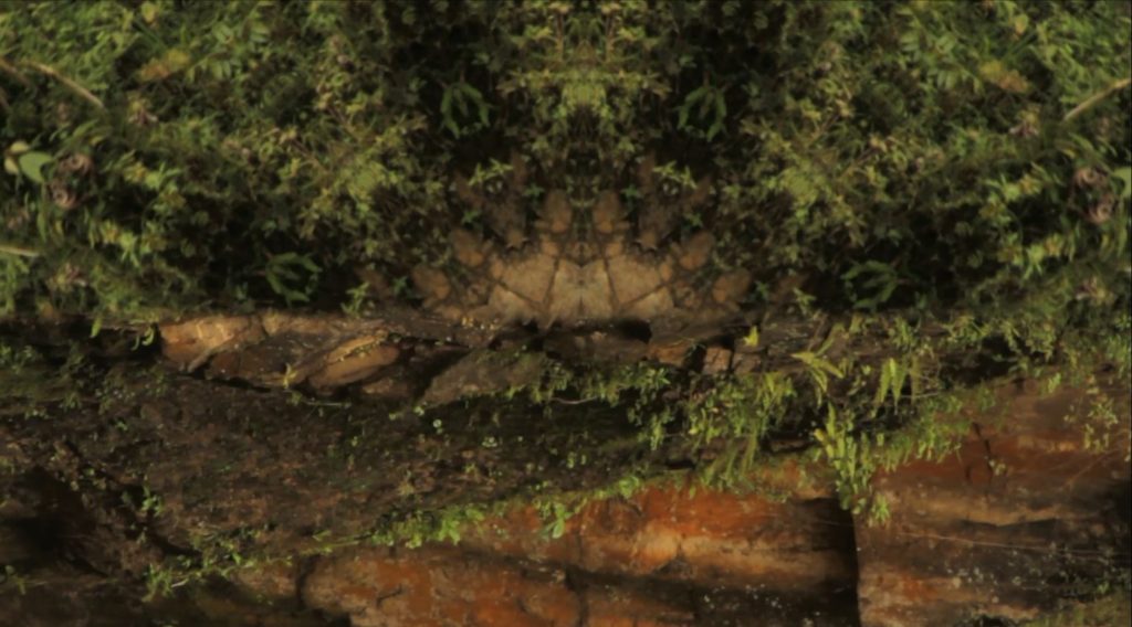 Video still from work by Carolina Caycedo