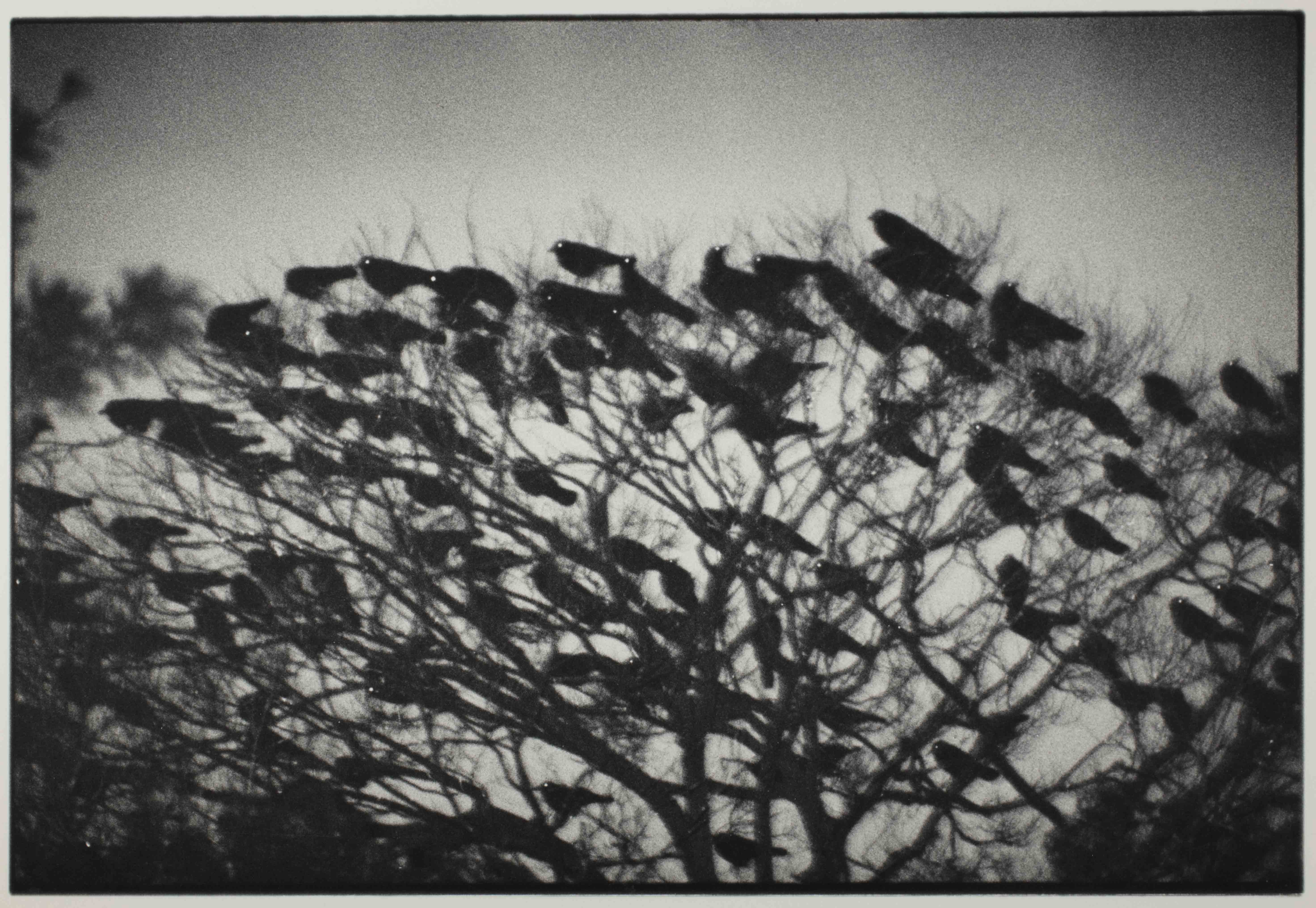 Masahisa Fukase