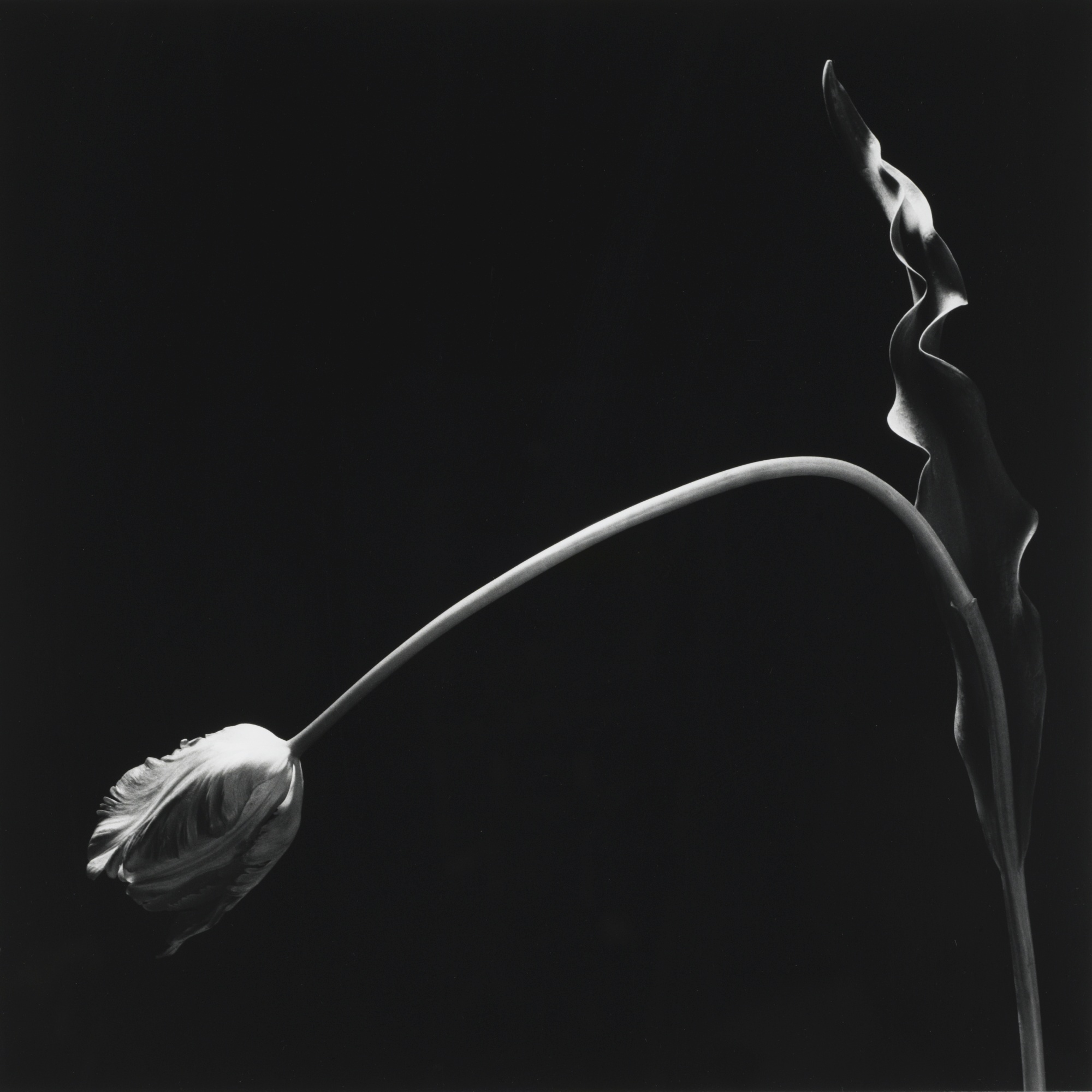 Tulip Botanical. Courtesy of the Robert Mapplethorpe Foundation. 