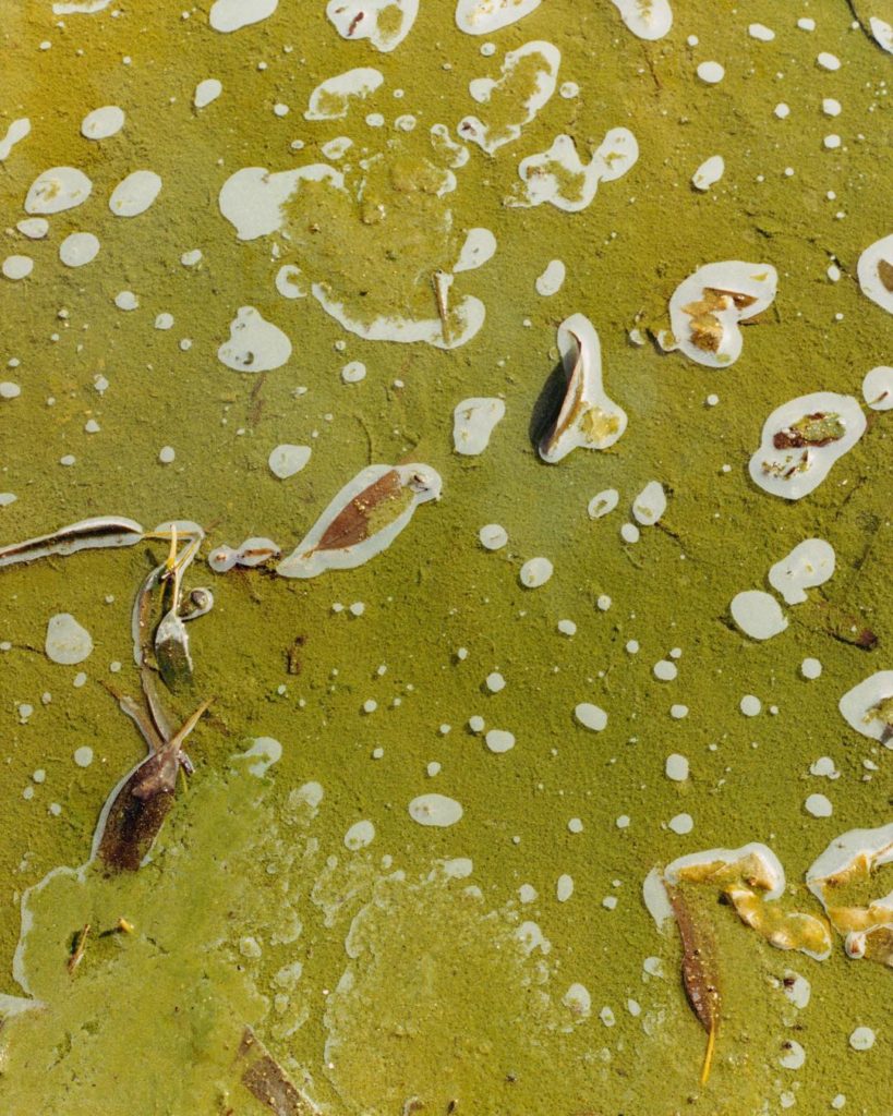 Tyler Mitchell photograph of shallow water with white bubbles over green textured sand