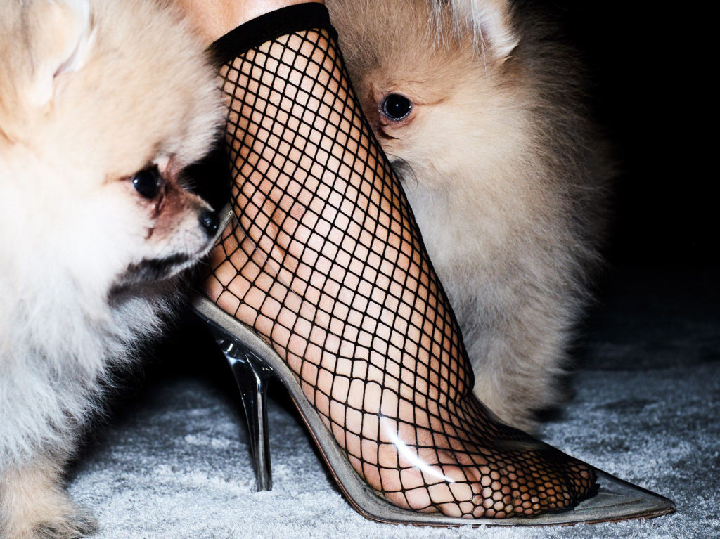 Fishnet pump shoe two dogs