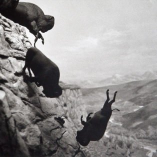 art-David-Wojnaowicz