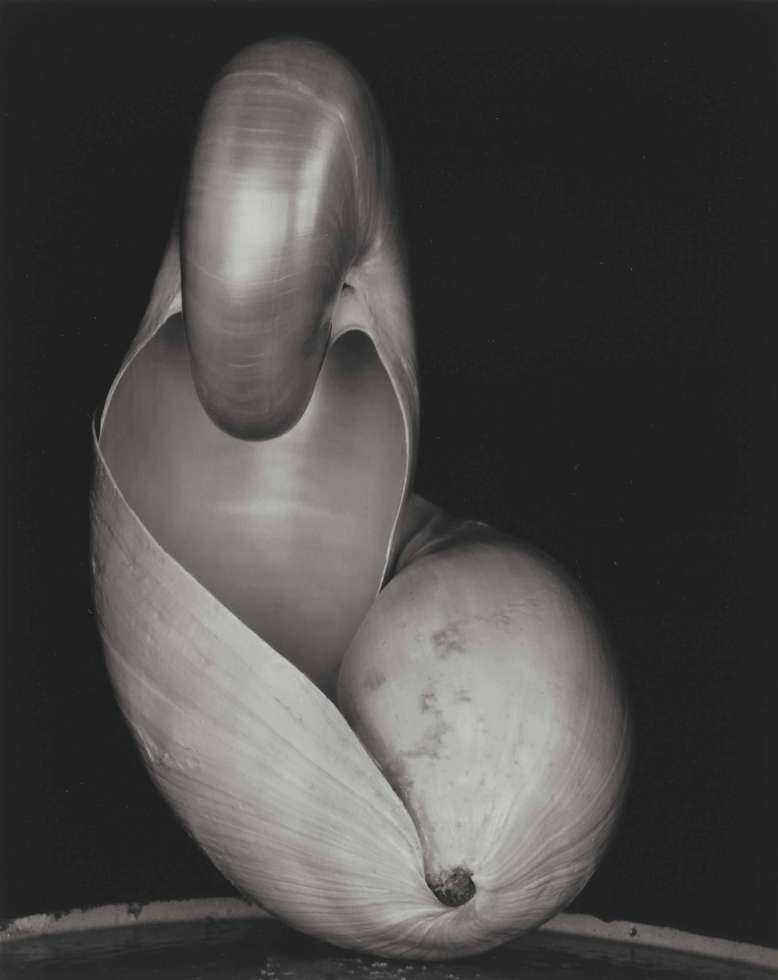 black and white photograph of a shell