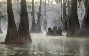 bayou