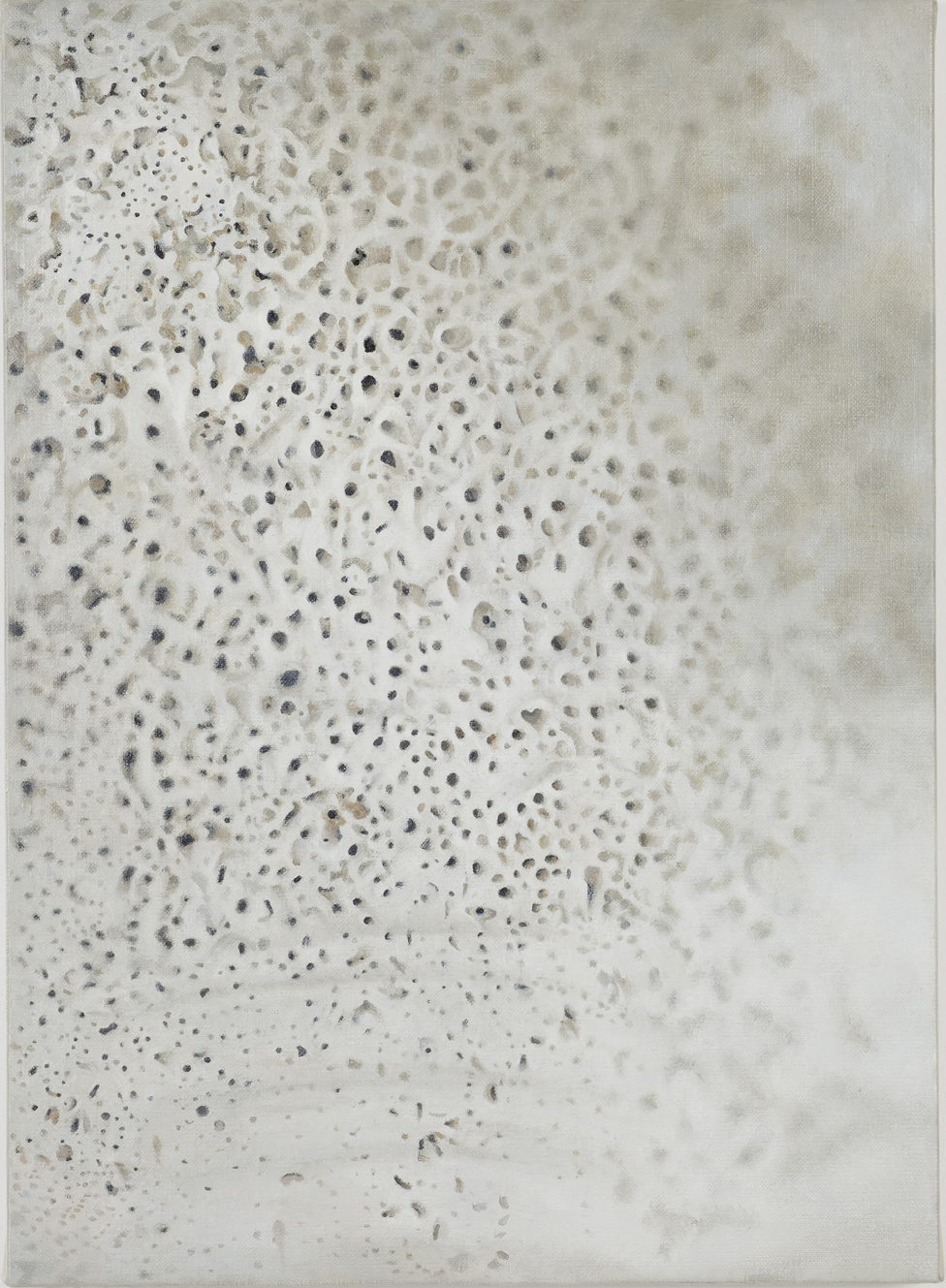 Shell by Vija Celmins