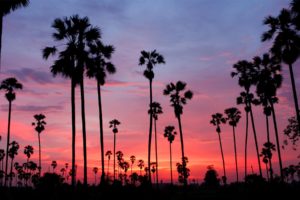 palm springs sunset palm trees