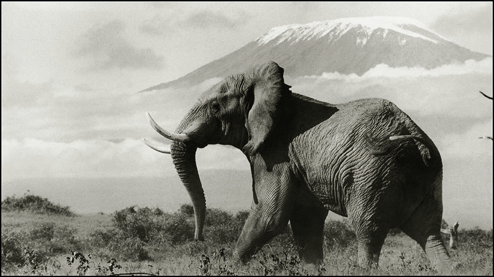 Snows of Kilimanjaro - Peter Beard
