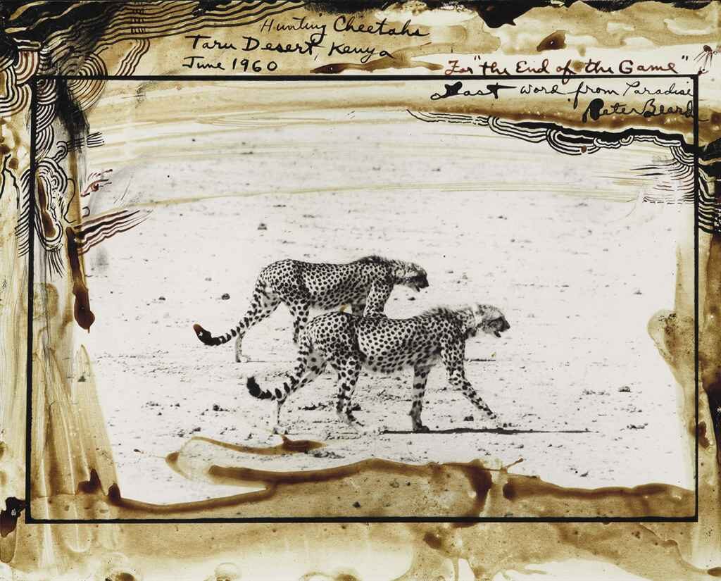 Peter Beard - Hunting Cheetahs, Taru Desert, Kenya, June 1960