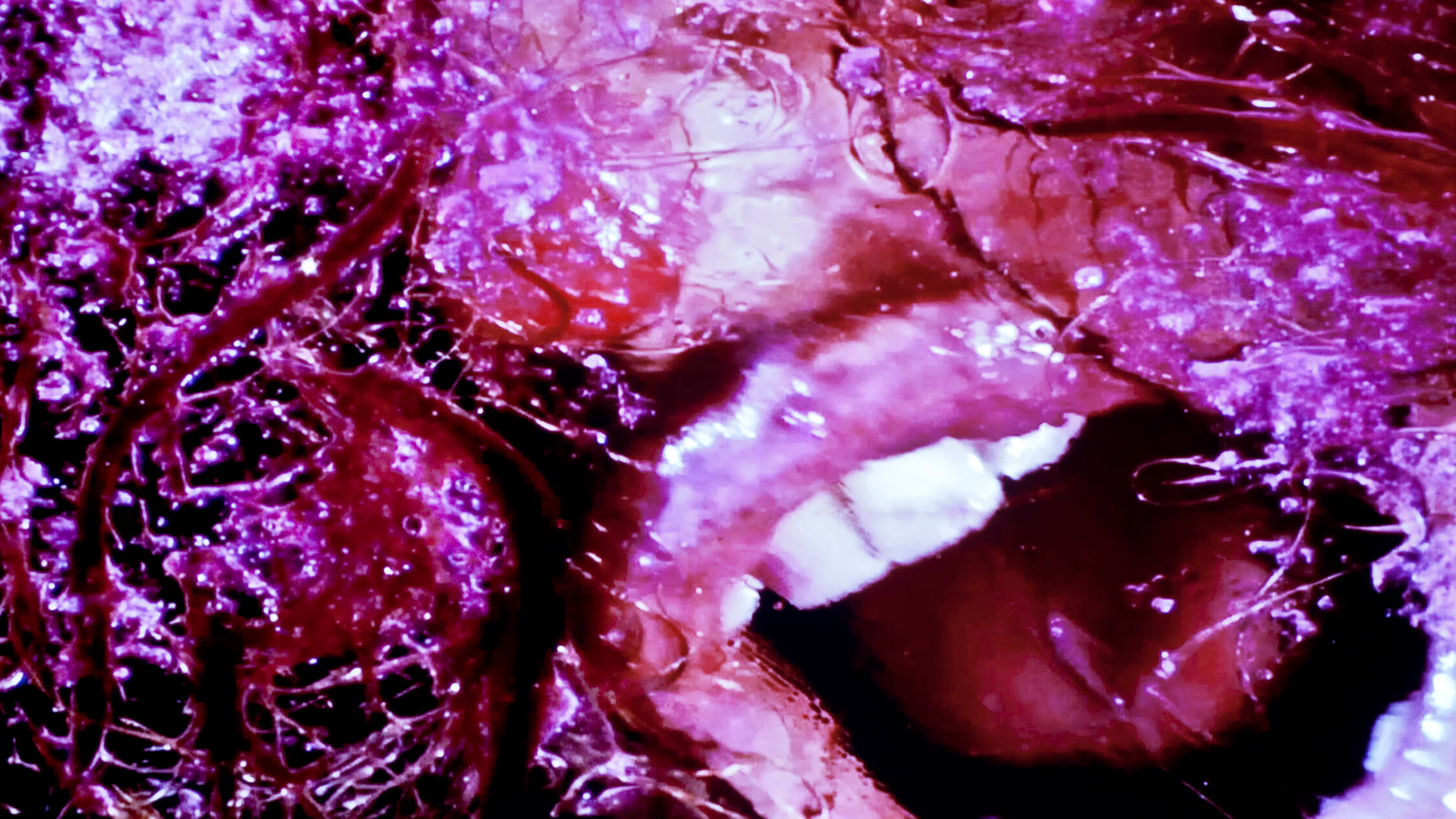 Green Pink Caviar (video stills), 2009, HD Digital Video, Running Time: 7:45 minutes. Courtesy of the artist and Salon 94, NY. © Marilyn Minter.