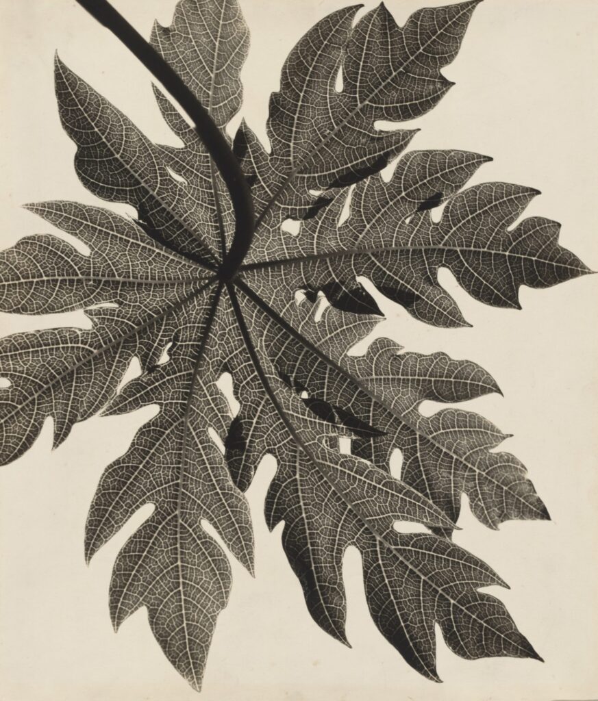 Gertrudes Altschul. Filigree (Filigrana). 1953. Gelatin silver print, 13 5/8 × 11 5/8 in. (34.6 × 29.5 cm). The Museum of Modern Art, New York. Acquired through the generosity of Amie Rath Nuttall. © 2020 Estate of Gertrudes Altschul
