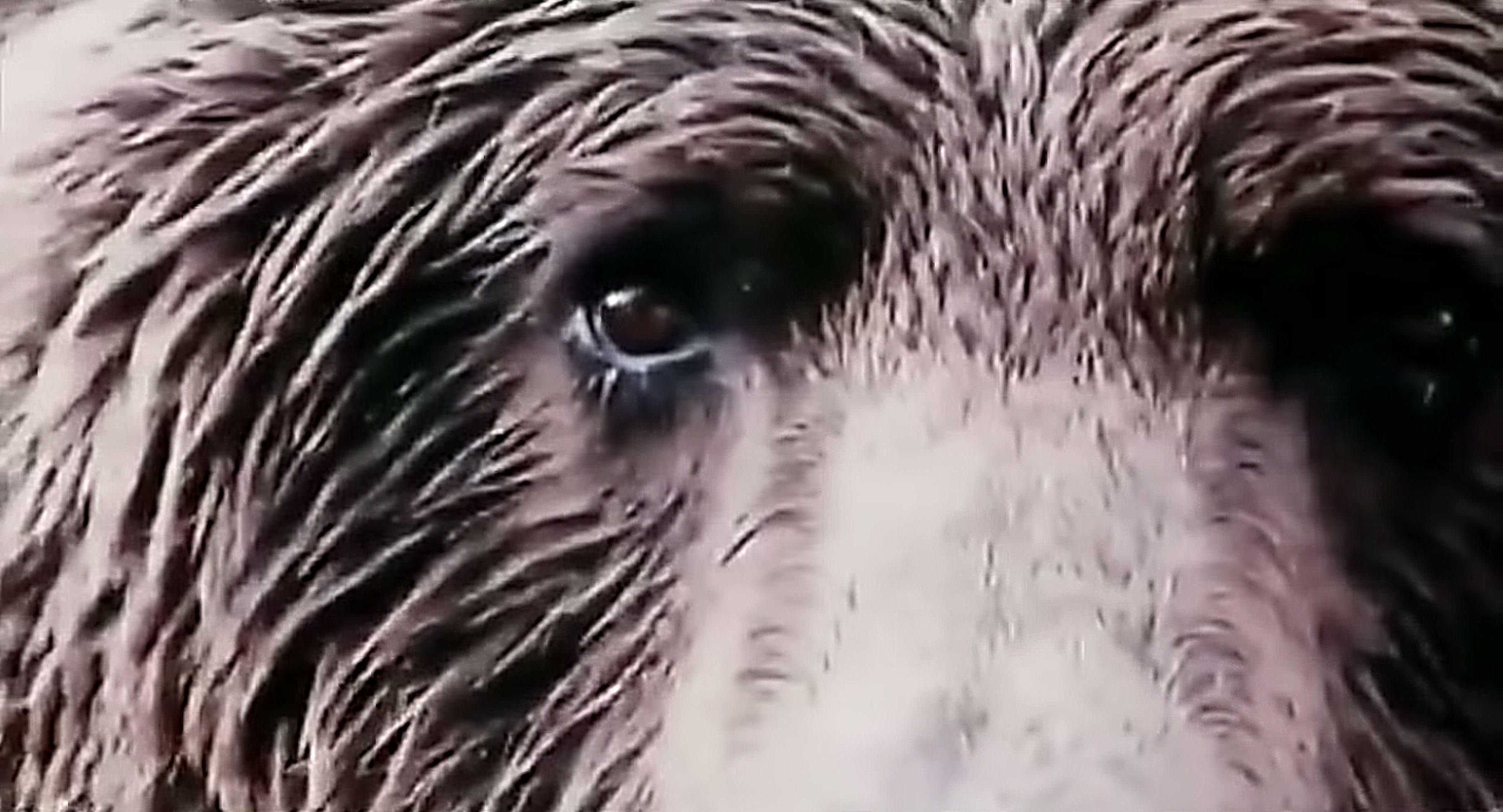 Grizzly from the film