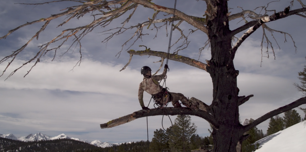 The-Film-Redoubt-A-Hunter-Scaling-a-Tree-for-a-Better-View Of The Wolf Prey