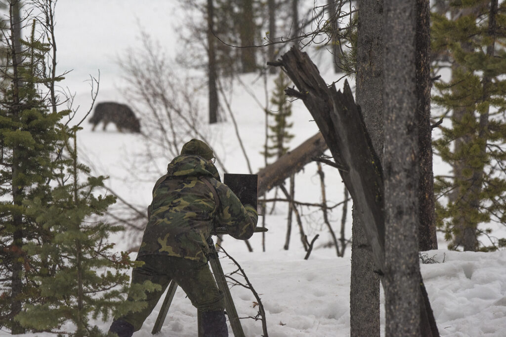 The Film Redoubt, The Hunter Viewing The Hunted Wolfs