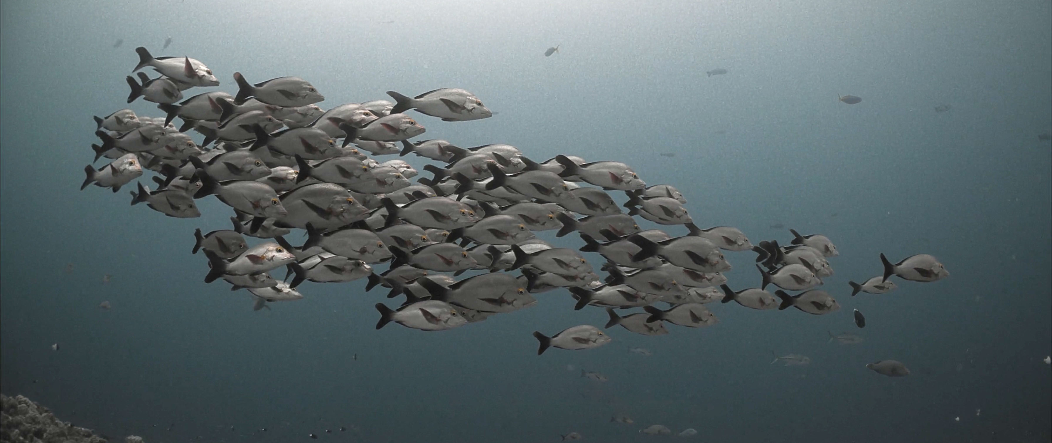 Voice Above Water School of Fish