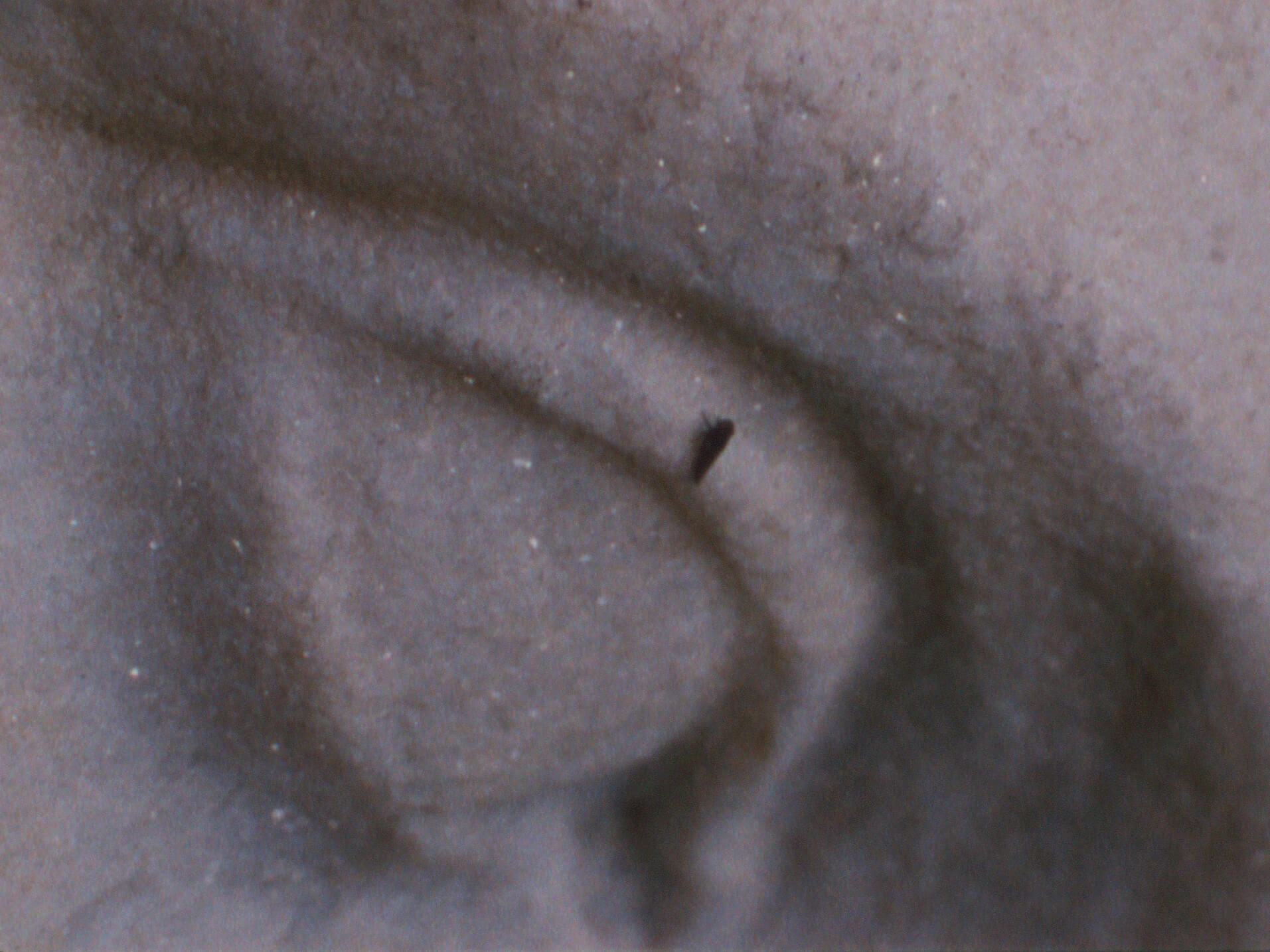 Pan Amicus, 2021 (Film still) 16mm color film, optical sound, 31 minutes, continuous loop