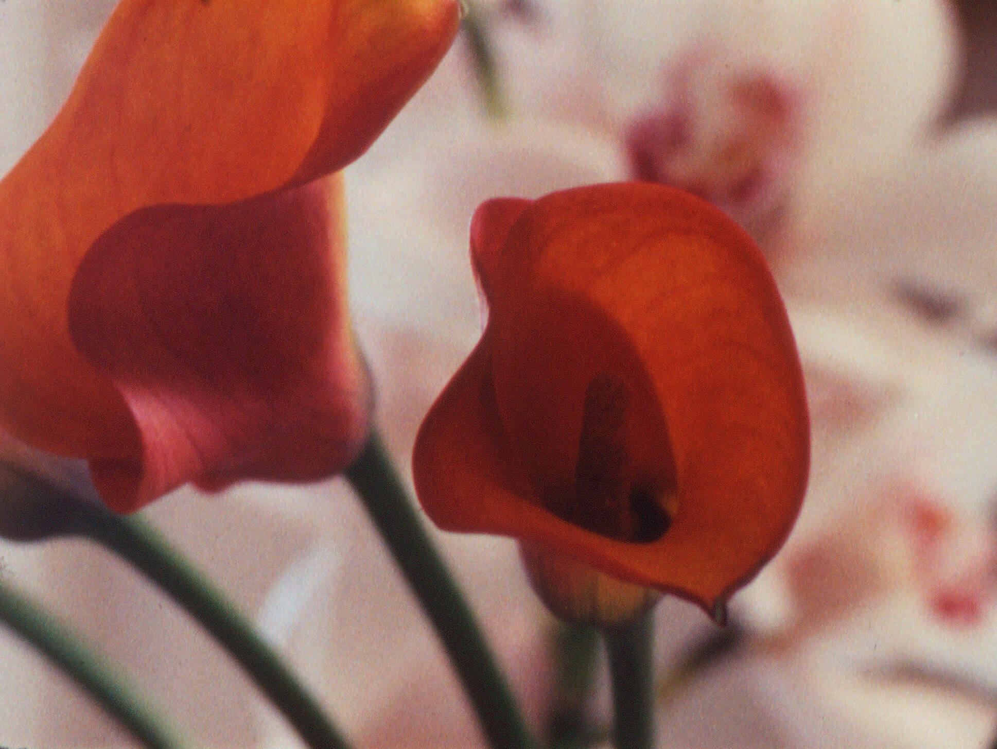 One Hundred and Fifty Years of Painting, 2021 (Film still) 16mm color film, optical sound, 50 1/2 minutes, continuous loop