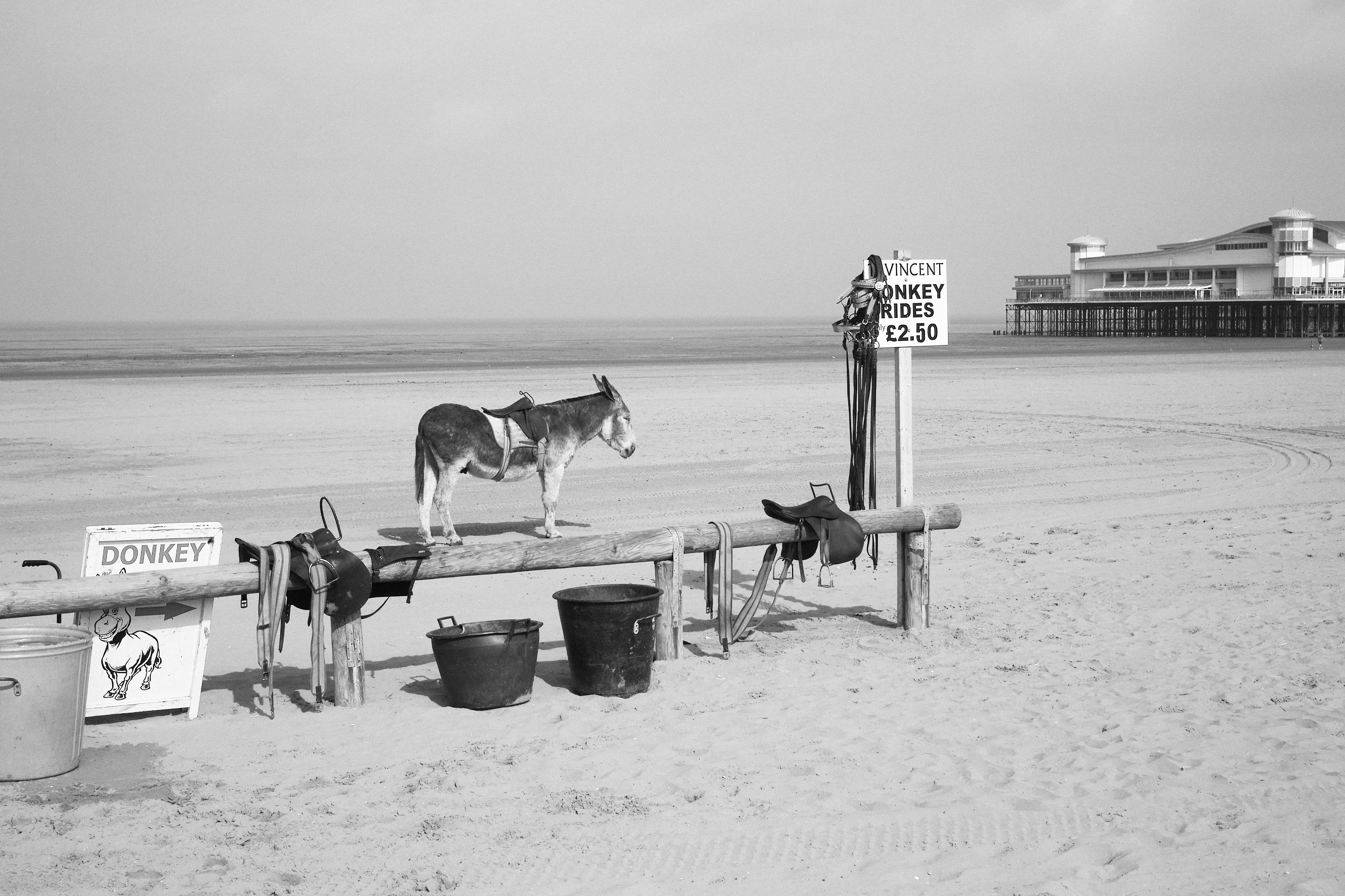 Roger A Deakins, "Donkey Rides"