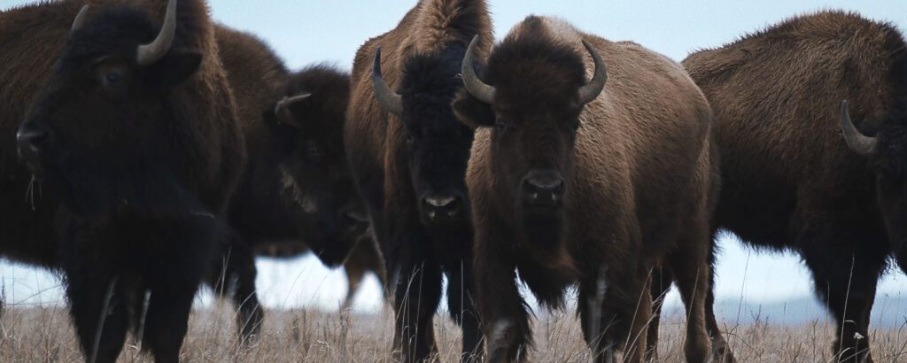 Buffalo on the Prarie in the film Into the Circle