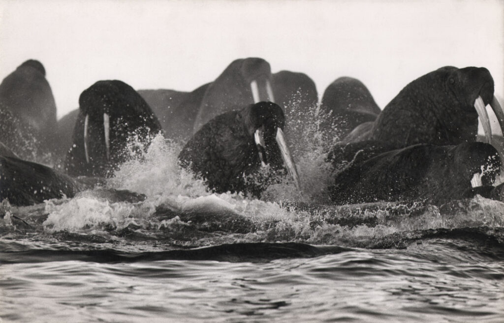 Sven Gillsäter (1921-2001) Walrus Herd, Bering Sea, Alaska